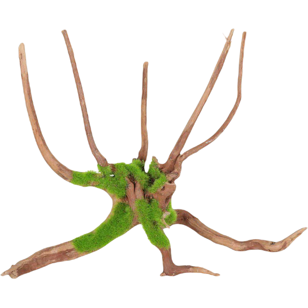 Zolux - Kipouss Spider Root M With Live Plant Seeds - Akvaristik - Akvarieinredning - ZOO.se