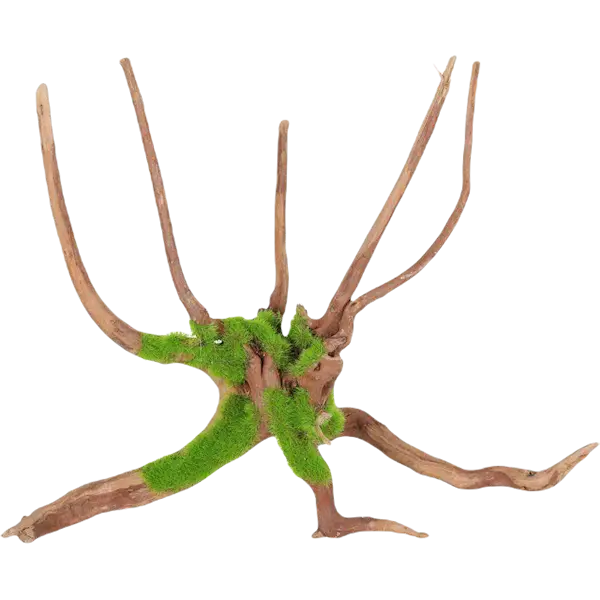Kipouss Spider Root M elävien kasvien siemenillä