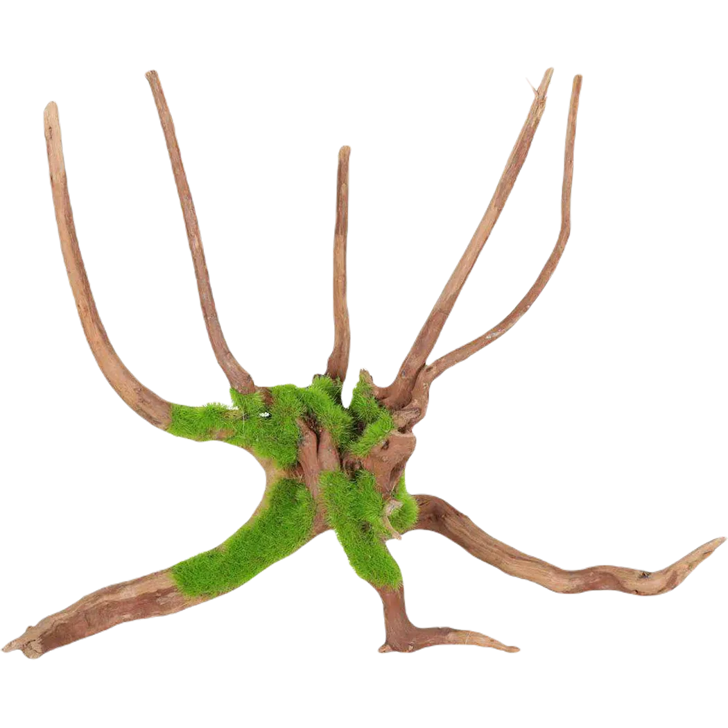 Kipouss Spider Root M elävien kasvien siemenillä