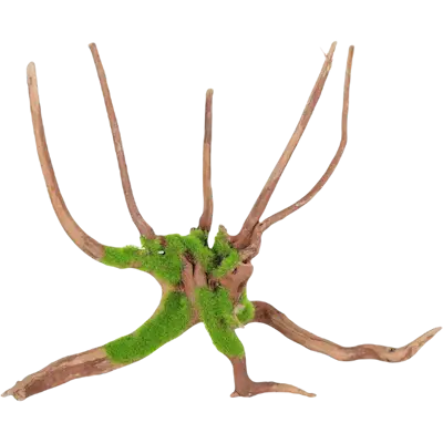 Kipouss Spider Root With Live Plant Seeds