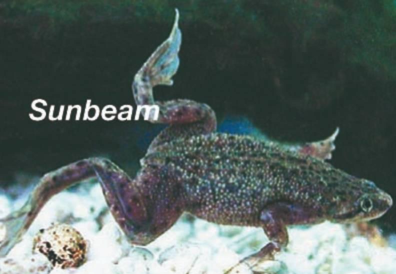 Groda Dvärgklogroda Medium/Large