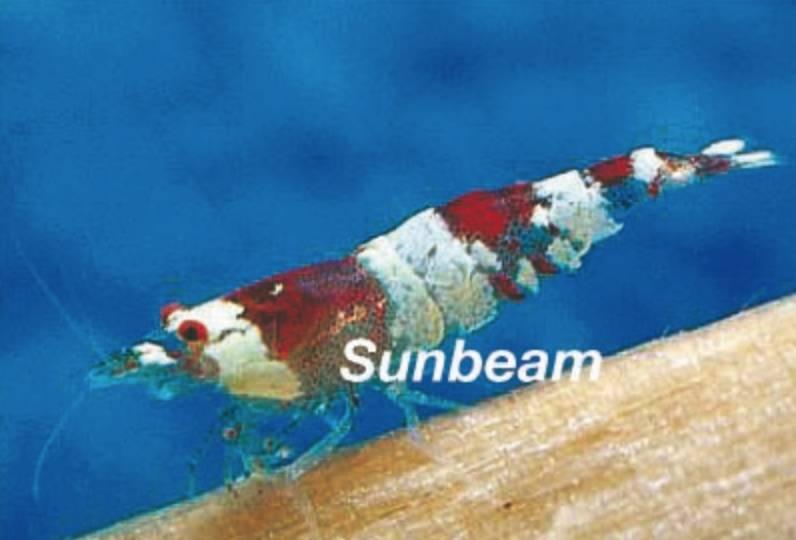 Räka kristalräka Red Medium/Large