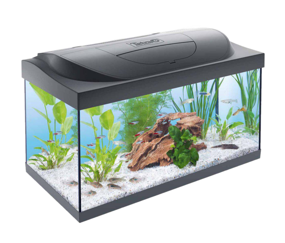 Tetra - Starter Line Led Svart 54L - Akvaristik - Akvarium - Akvarium & startpaket för akvarium - ZOO.se