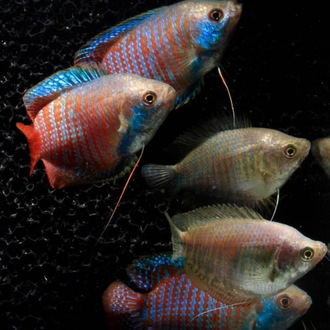 Labyrintfiskar Dvärggurami Red Medium/Large