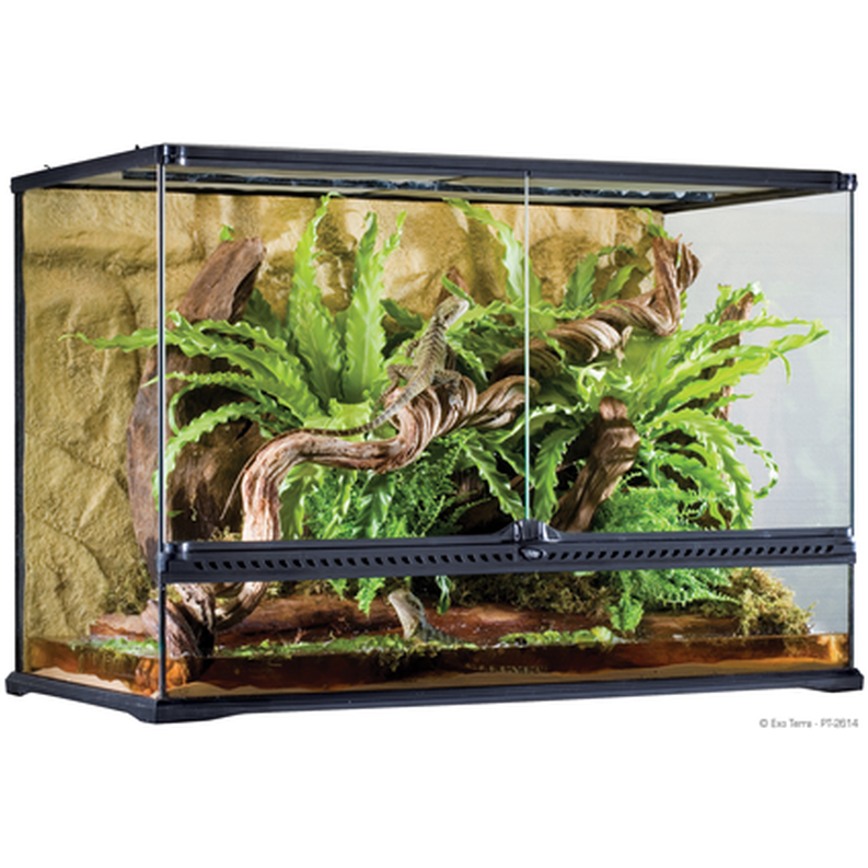 glass-terrarium-natural-large-tall-advanced-reptile-habitat-zoo-fi