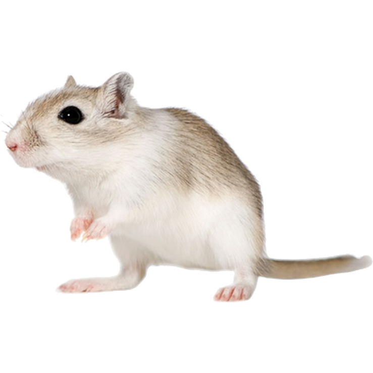 ZOO.se Djur: Gerbil Meriones unguicilatus