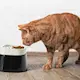 savic_dogs_cats_foodbowl_ergo_cube_elevated_005.jp