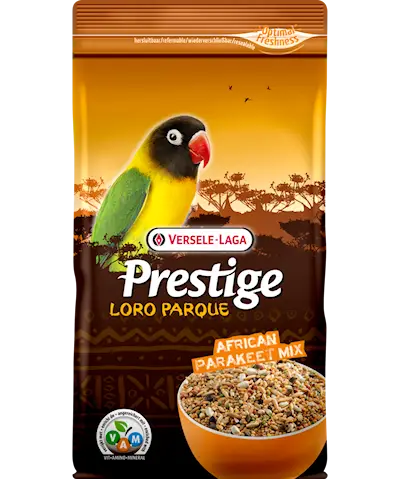 Prestige Premium African Parakeet