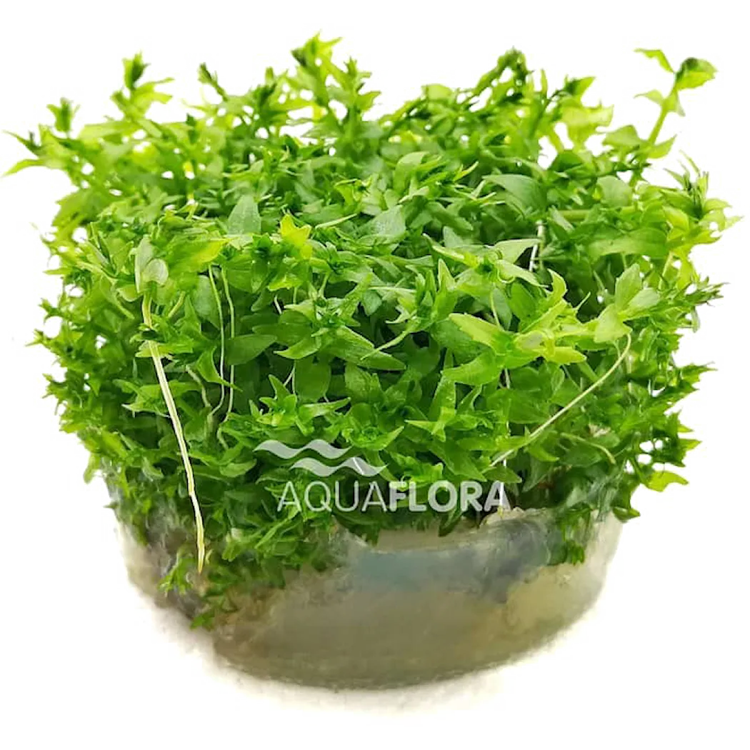 Gratiola Viscidula Green 1 st