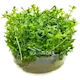Gratiola Viscidula Green 1 st