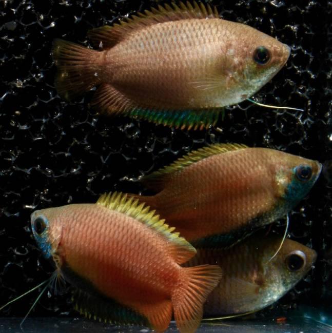 Labyrintfiskar Gurami -Trichogaster chuna Yellow Medium/Large