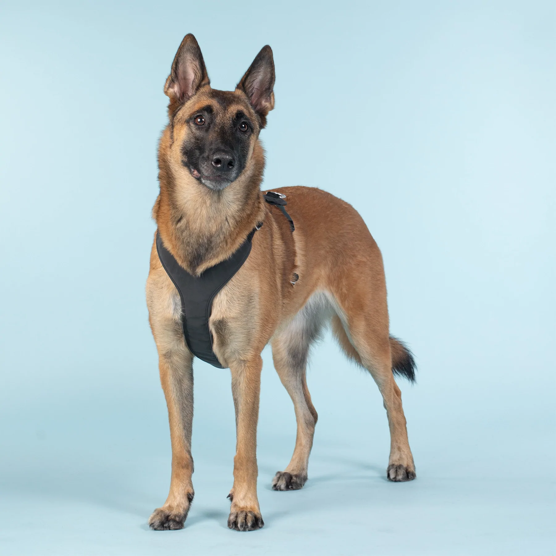 paikka_pet_dog_harness_walking_visibility_reflecti