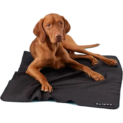 Recovery Blanket for Pets