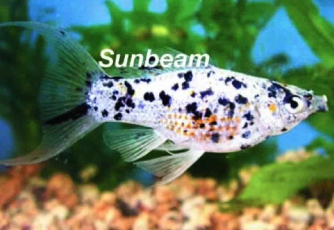 Levandefödare Dalmatiner Molly Lyrstjärt White Mini