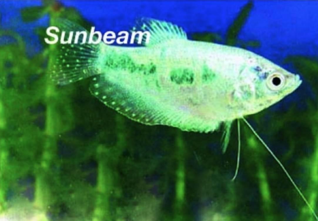 Labyrintfiskar Marmor Gurami Blue Medium/Large