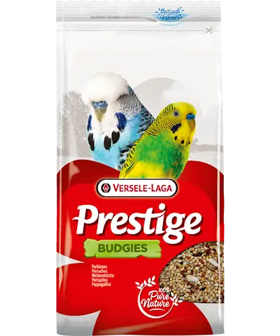 Prestige Budgie (undulaatti)