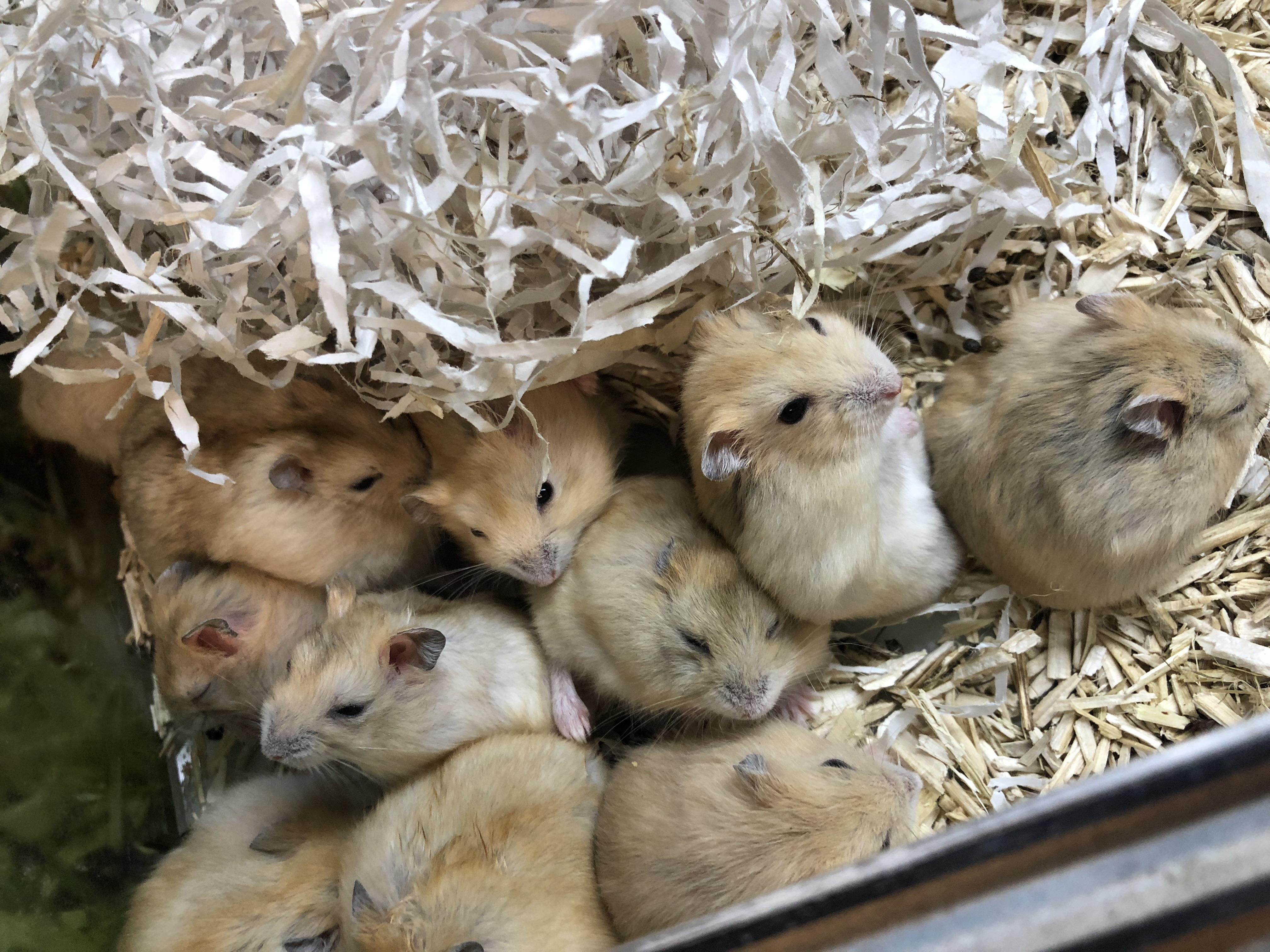 ZOO.se Djur: Dvärghamster Guld (Hona) Phodopus sungorus