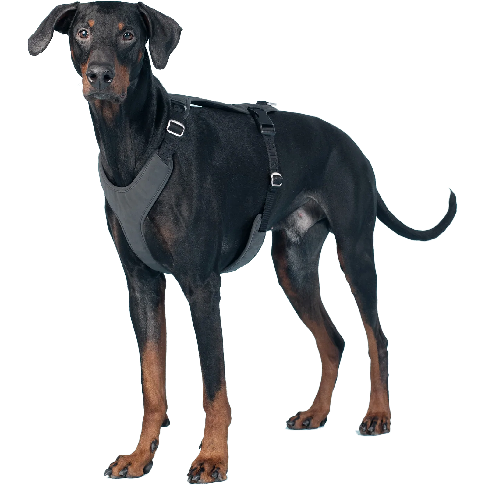 PAIKKA Visibility Harness for Dogs