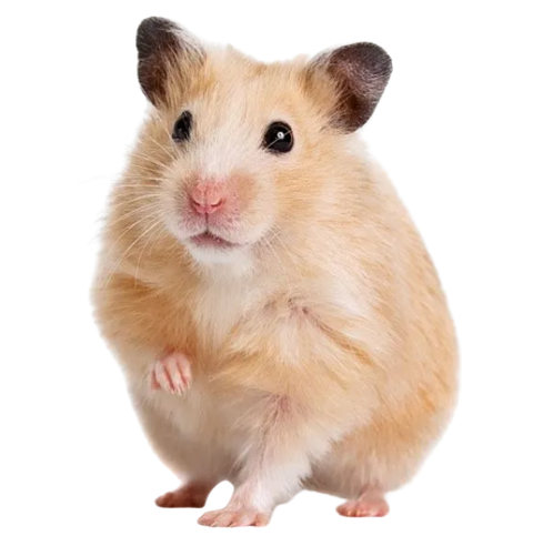 ZOO.se Djur: Guldhamster (Hane) Mesocricetus auratus