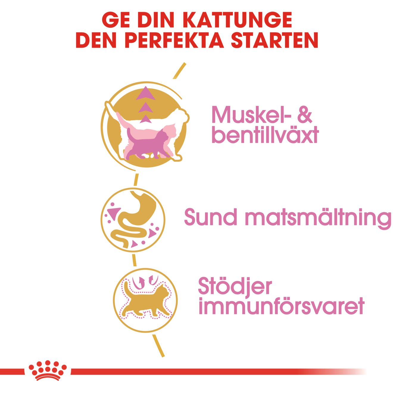 British Shorthair Kitten unge