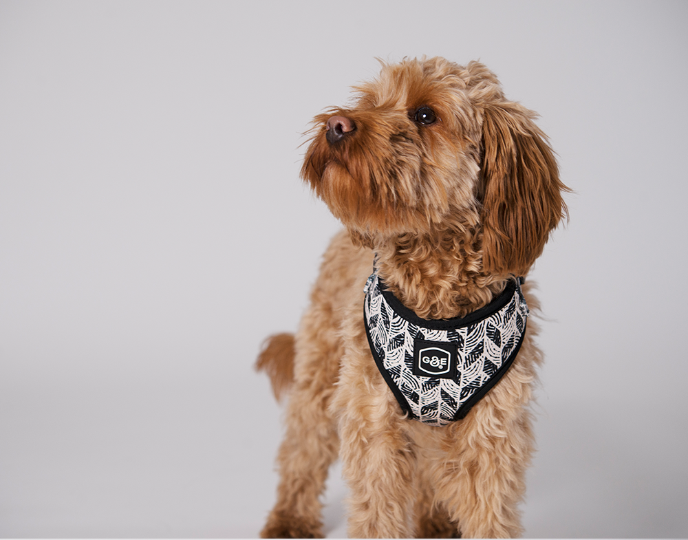 20644, 20645, 20646, 20647.png