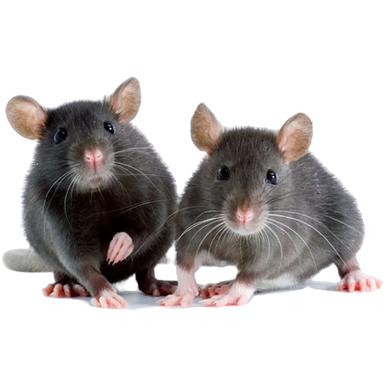 ZOO.se Djur: Tamråtta (Hane) Rattus Norvegicus