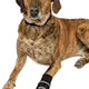 trixie_dog_ontour_dogclothing_walkercare_comfort_p