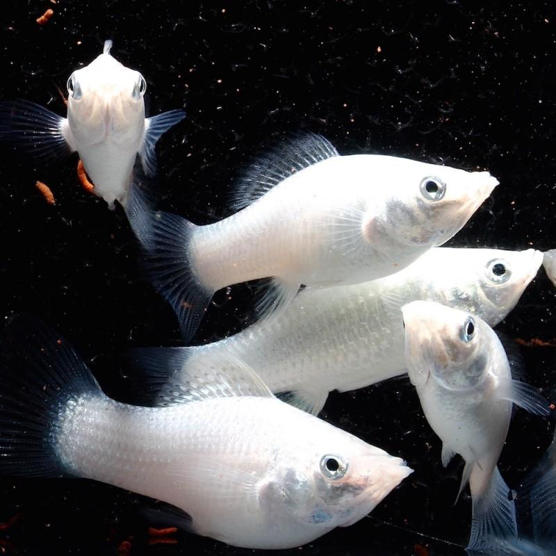 Levandefödare Silver Molly White Mini