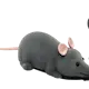 Radiostyrd råtta med fjärrkontroll