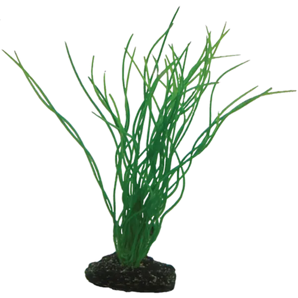 Sagittaria Green 20 cm