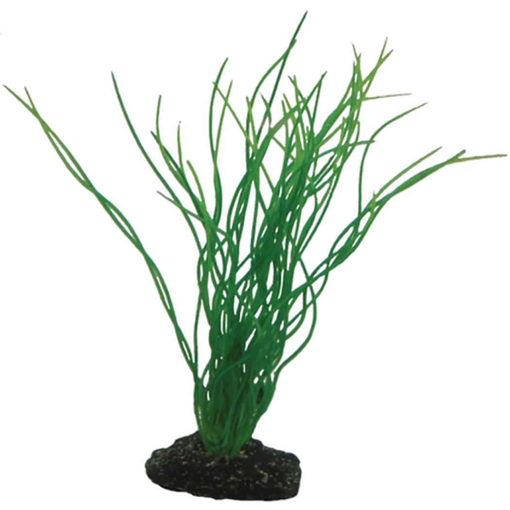 Hobby Sagittaria Green 20 cm