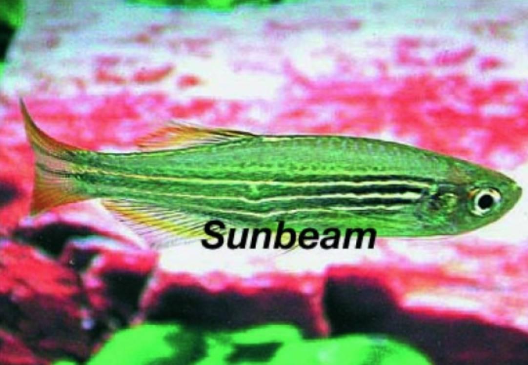 Danio Zebra Danio Medium/Large