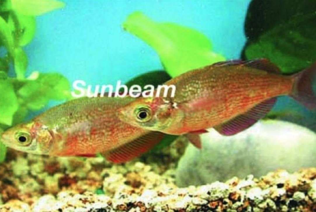 Regnbågsfiskar Regnbågsfisk Red Medium/Large