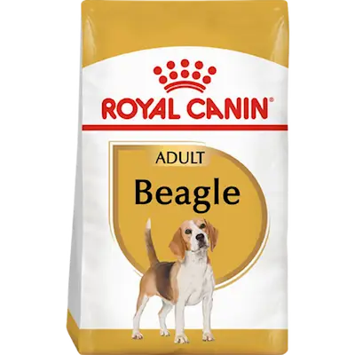 Breed Beagle Adult