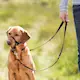 PHO_IMAGE_DOG_Labrador-Lika-Trainingsgeschirr-TopT