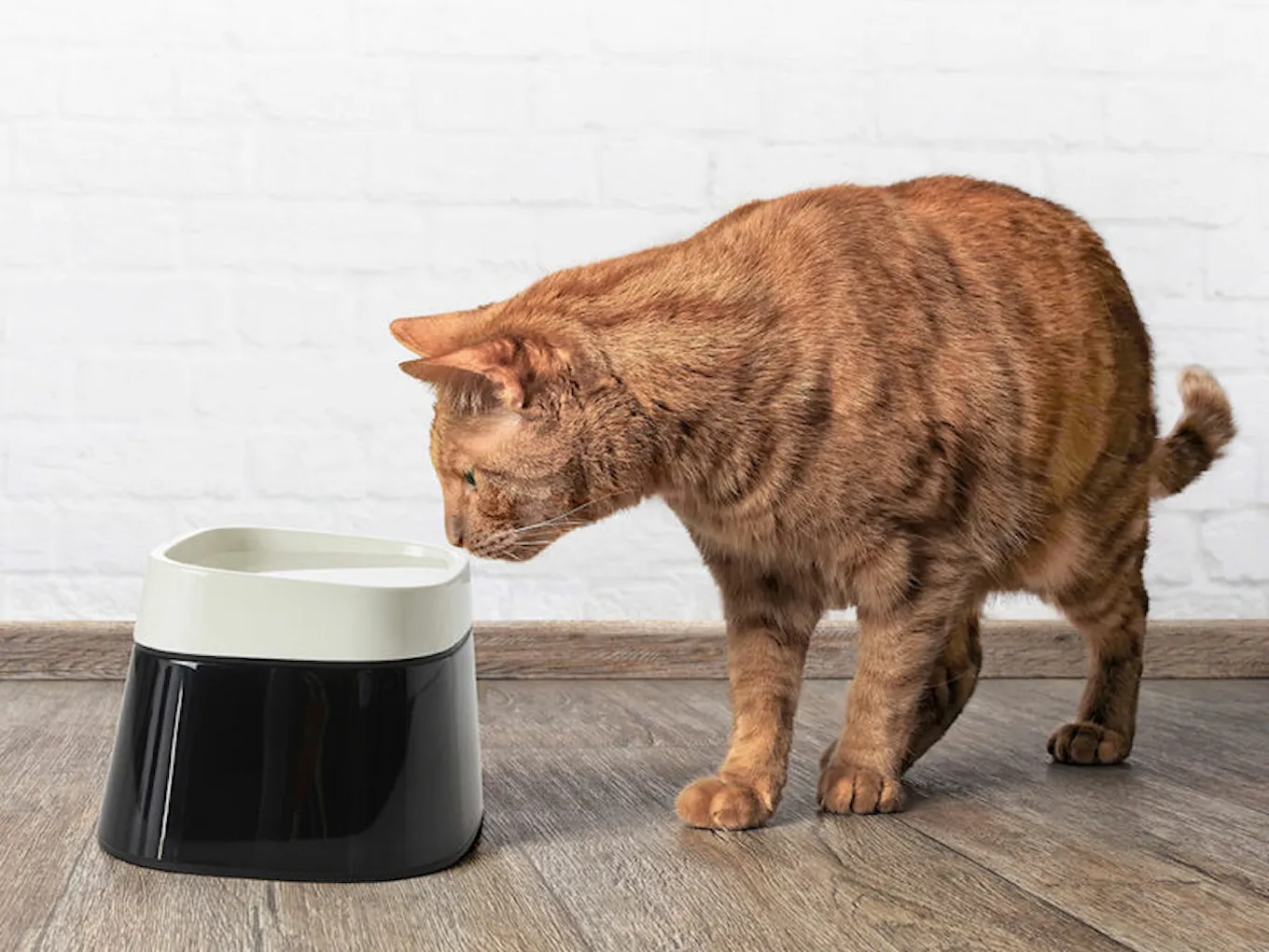savic_dogs_cats_waterbowl_ergo_cube_elevated_005.j