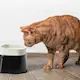 savic_dogs_cats_waterbowl_ergo_cube_elevated_005.j