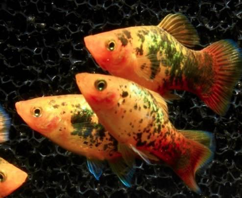 Levandefödare Platy Sunset Metall Calico Yellow Medium/Large