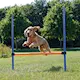 Trixie Dog Activity Agility Hurdle Blue 123 x 115 cm