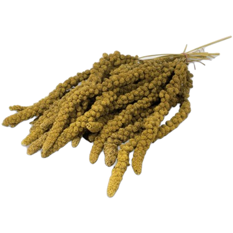 JR FARM - Kolvhirs Yellow 250 g - Fågel - Fågelgodis & Kräcker - Naturgodis - ZOO.se