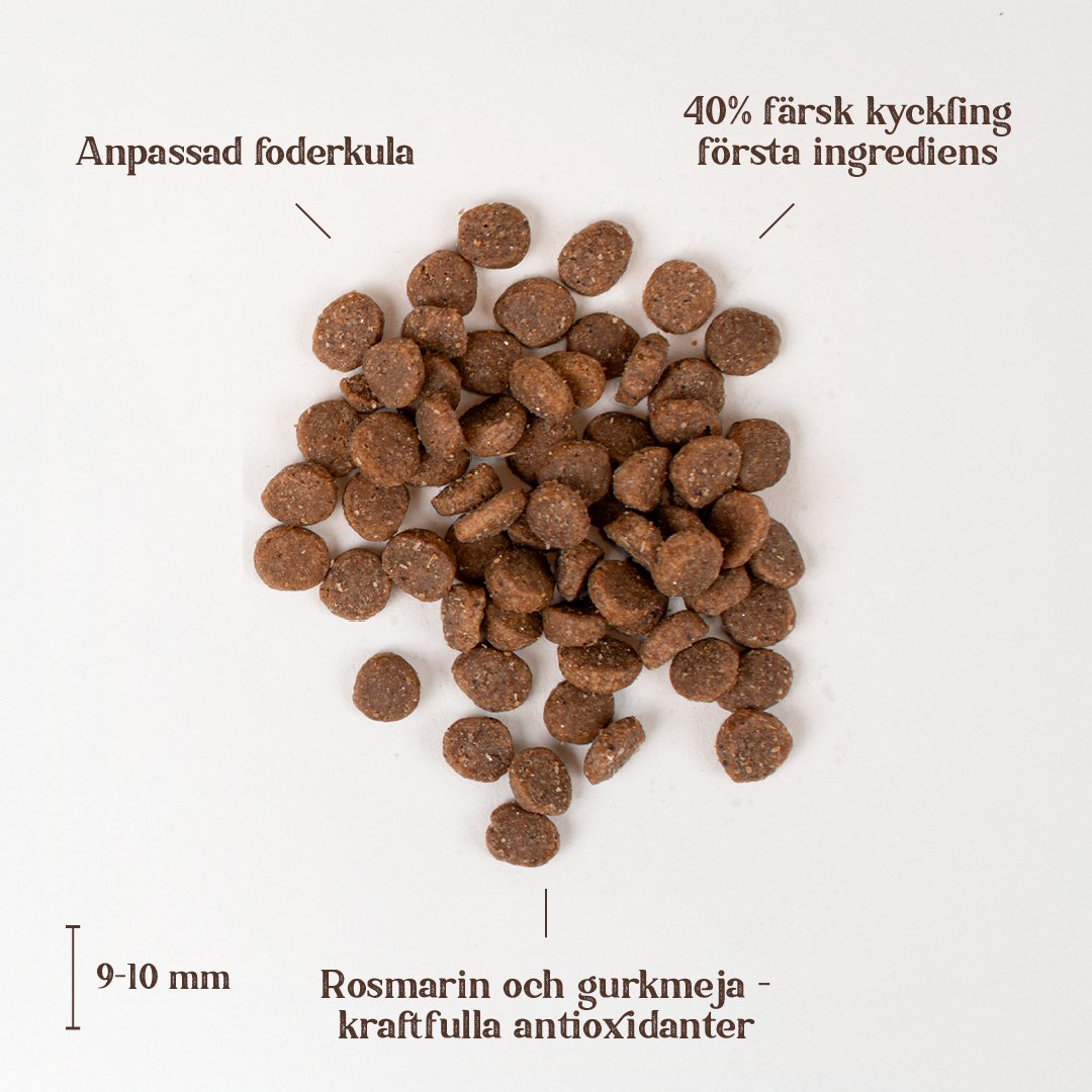 Chicken small breed.png