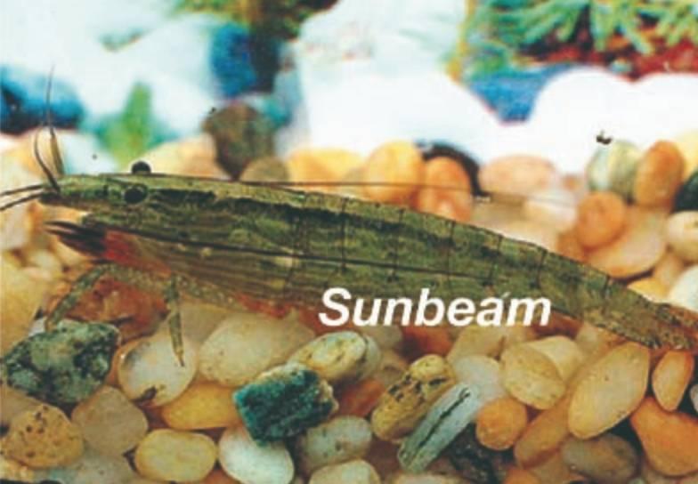 Räka Filtreraräka Brown Large