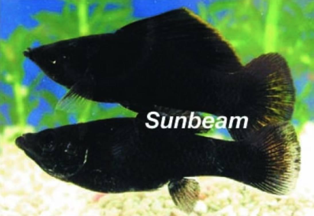 Levandefödare Molly Black Medium