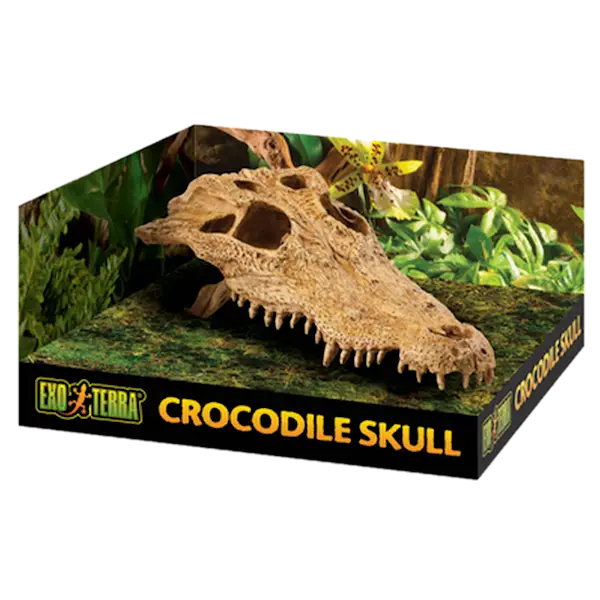 Crocodile Skull - Secure Hiding Place Beige 22 cm