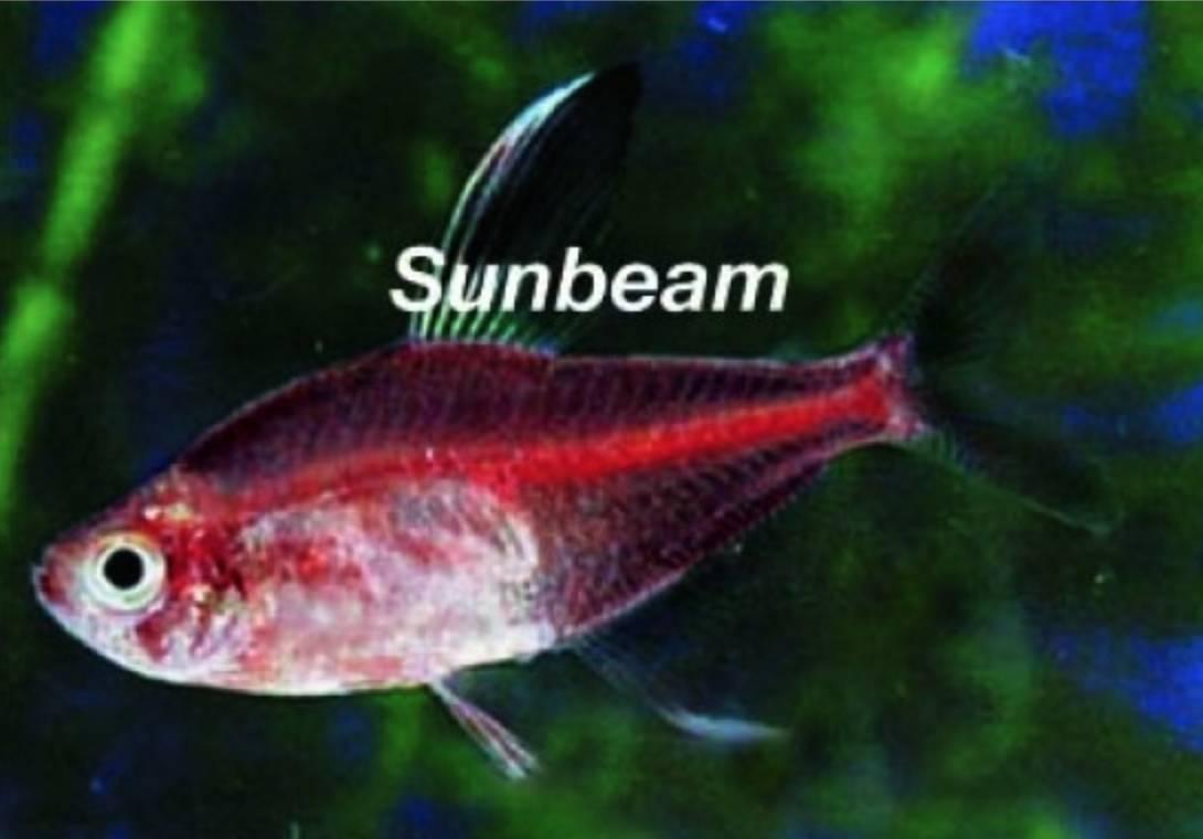 Tetror Röd fantomtetra 2.5-3cm