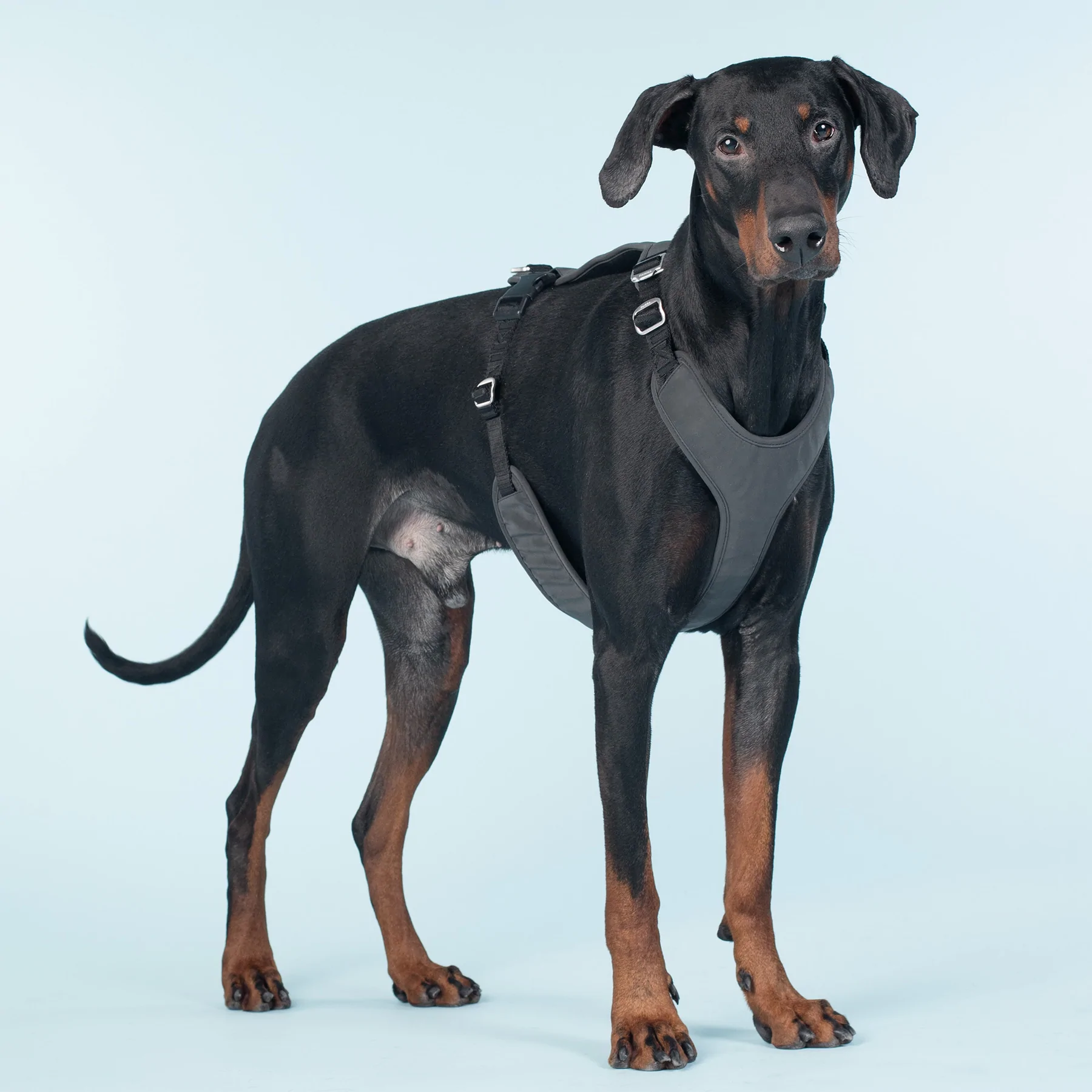 paikka_pet_dog_harness_walking_visibility_reflecti