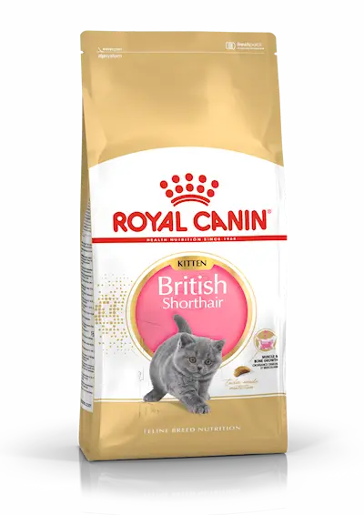 British Shorthair Kitten Tørrfôr til kattunge