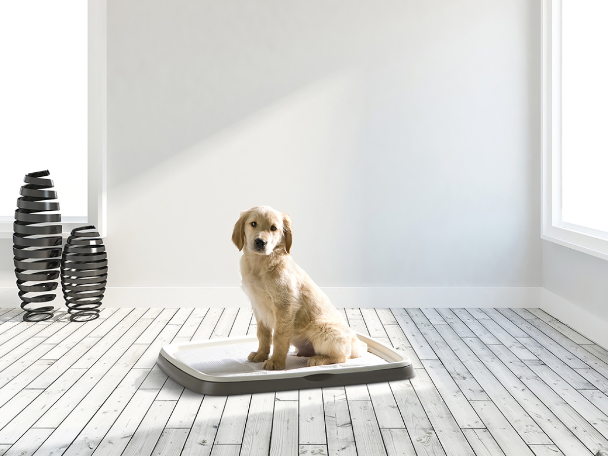 3241 0000 Puppy Trainer Starter Kit large interior