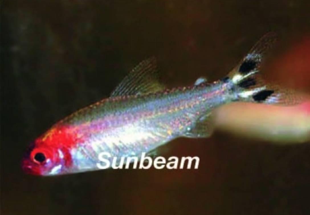 Tetror Rödmunstetra