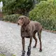 trixie_dog_ontour_dogclothing_pawprotecting_walker